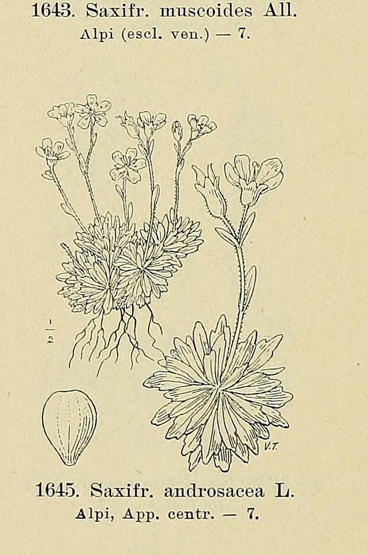 no HD illustration available (3)