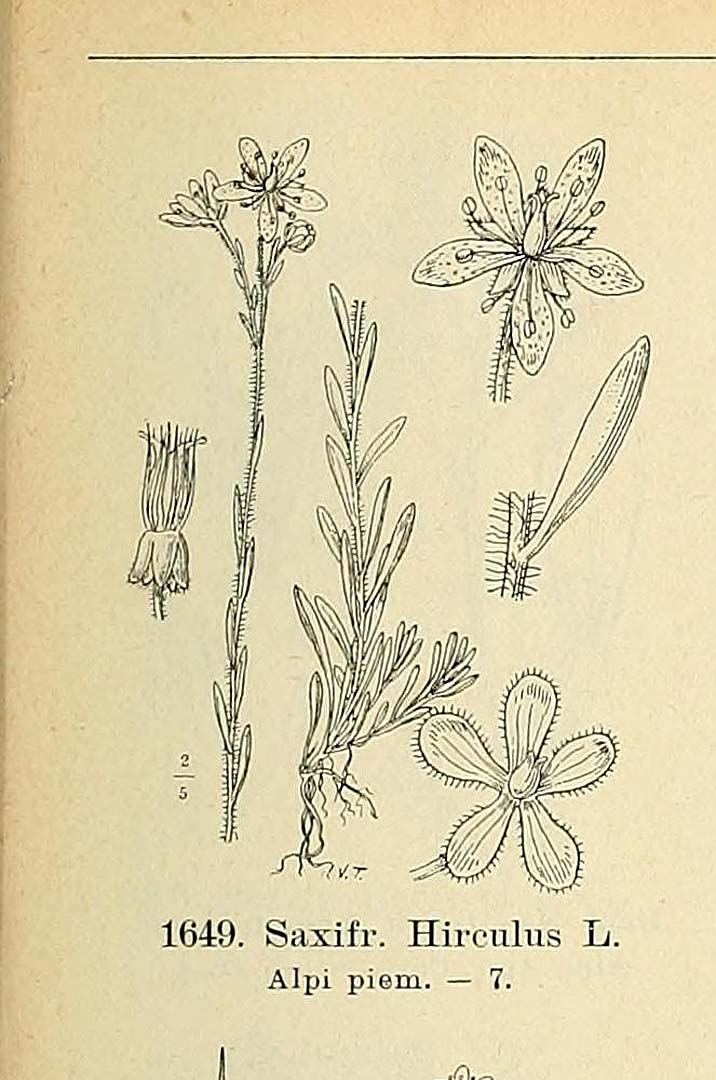 no HD illustration available (3)