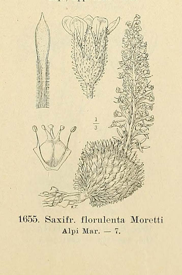 no HD illustration available (3)