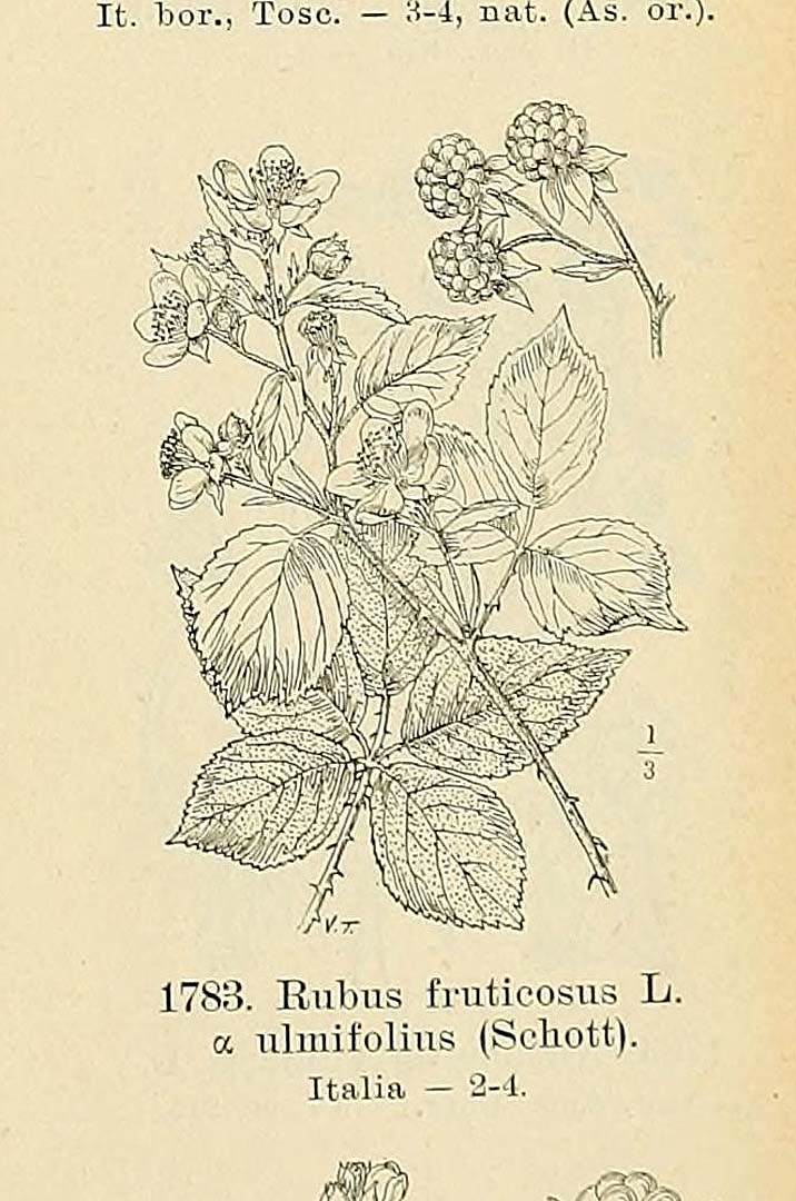 no HD illustration available (3)