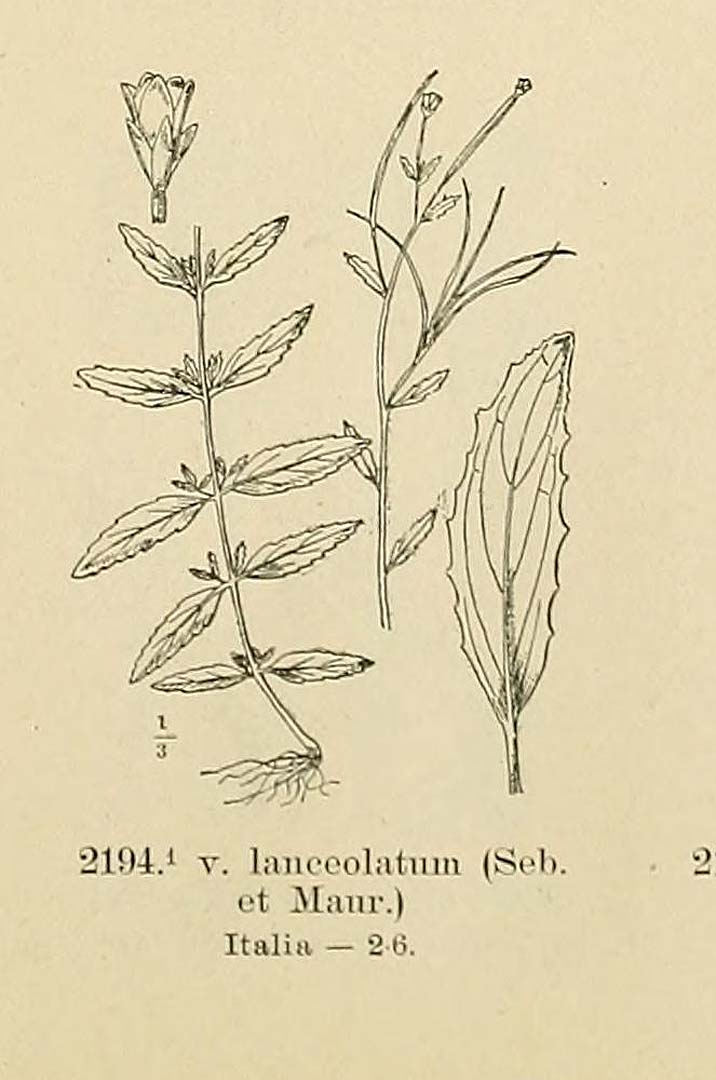 no HD illustration available (3)