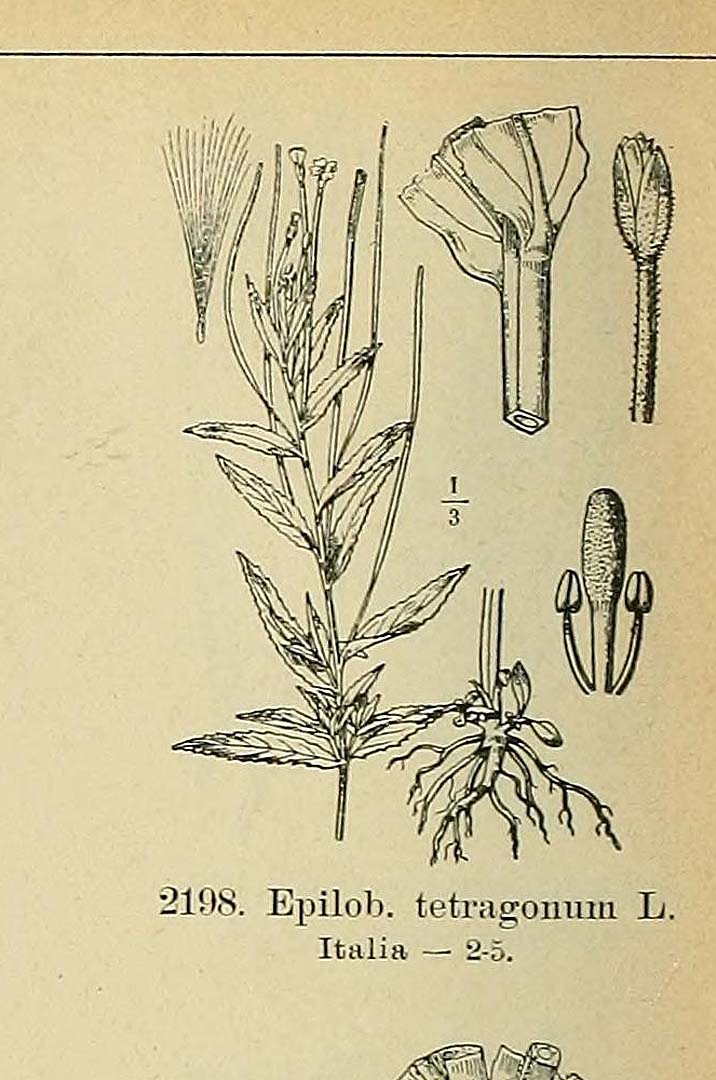 no HD illustration available (3)