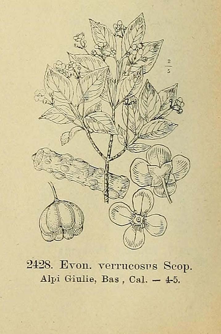 no HD illustration available (3)