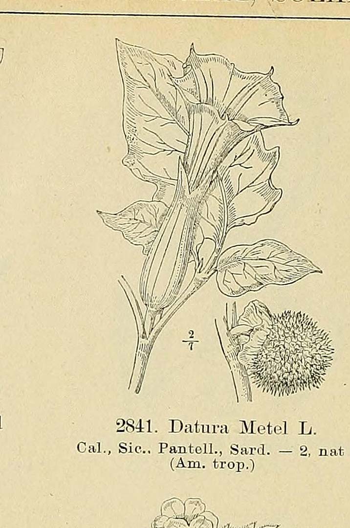 no HD illustration available (3)