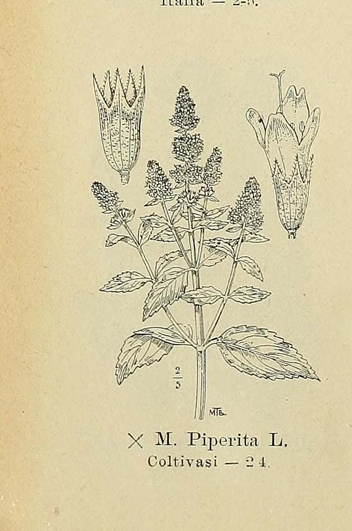 no HD illustration available (3)