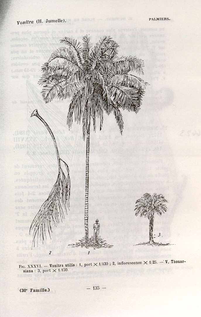 no HD illustration available (3)