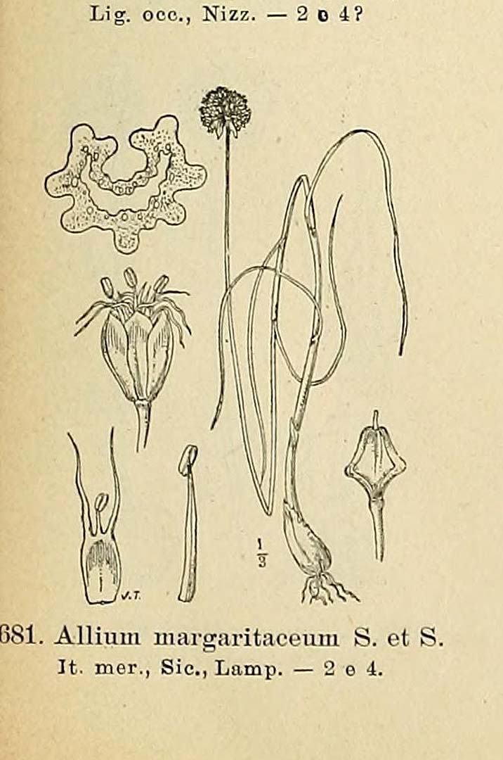 no HD illustration available (3)