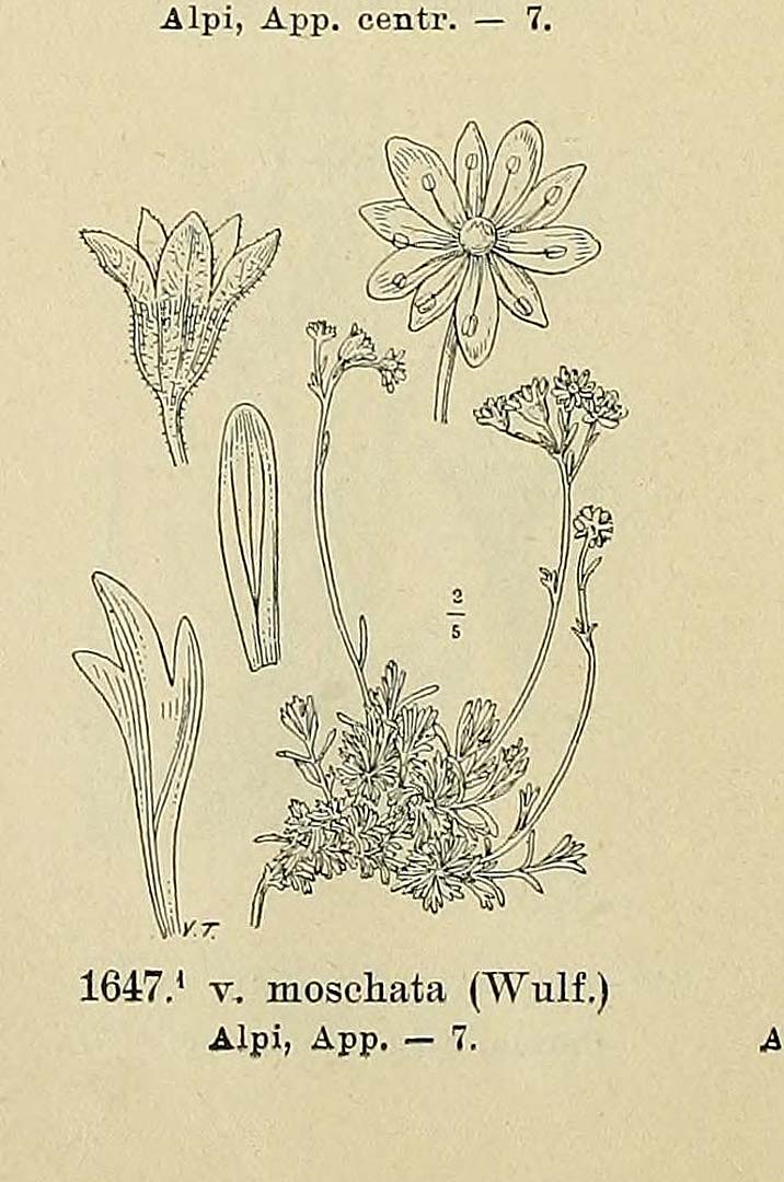 no HD illustration available (3)