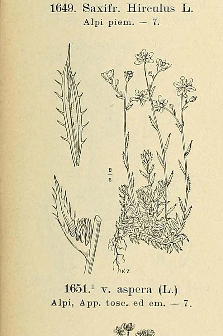 no HD illustration available (3)