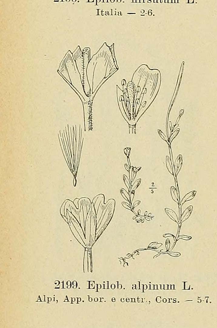 no HD illustration available (3)