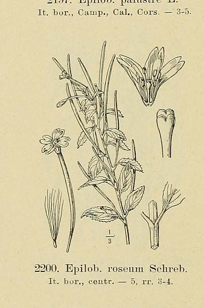 no HD illustration available (3)