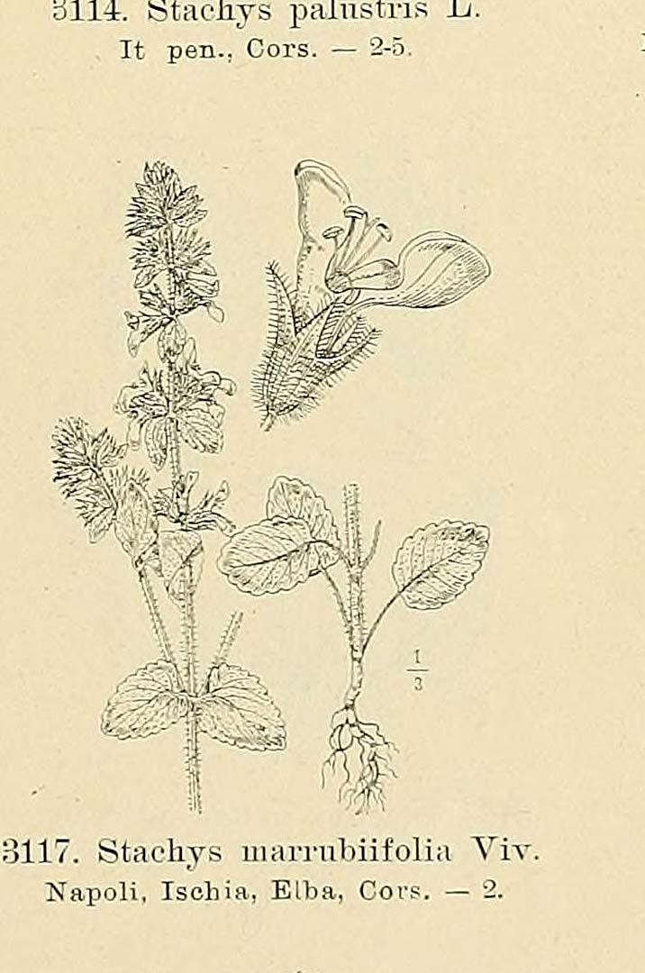 no HD illustration available (3)