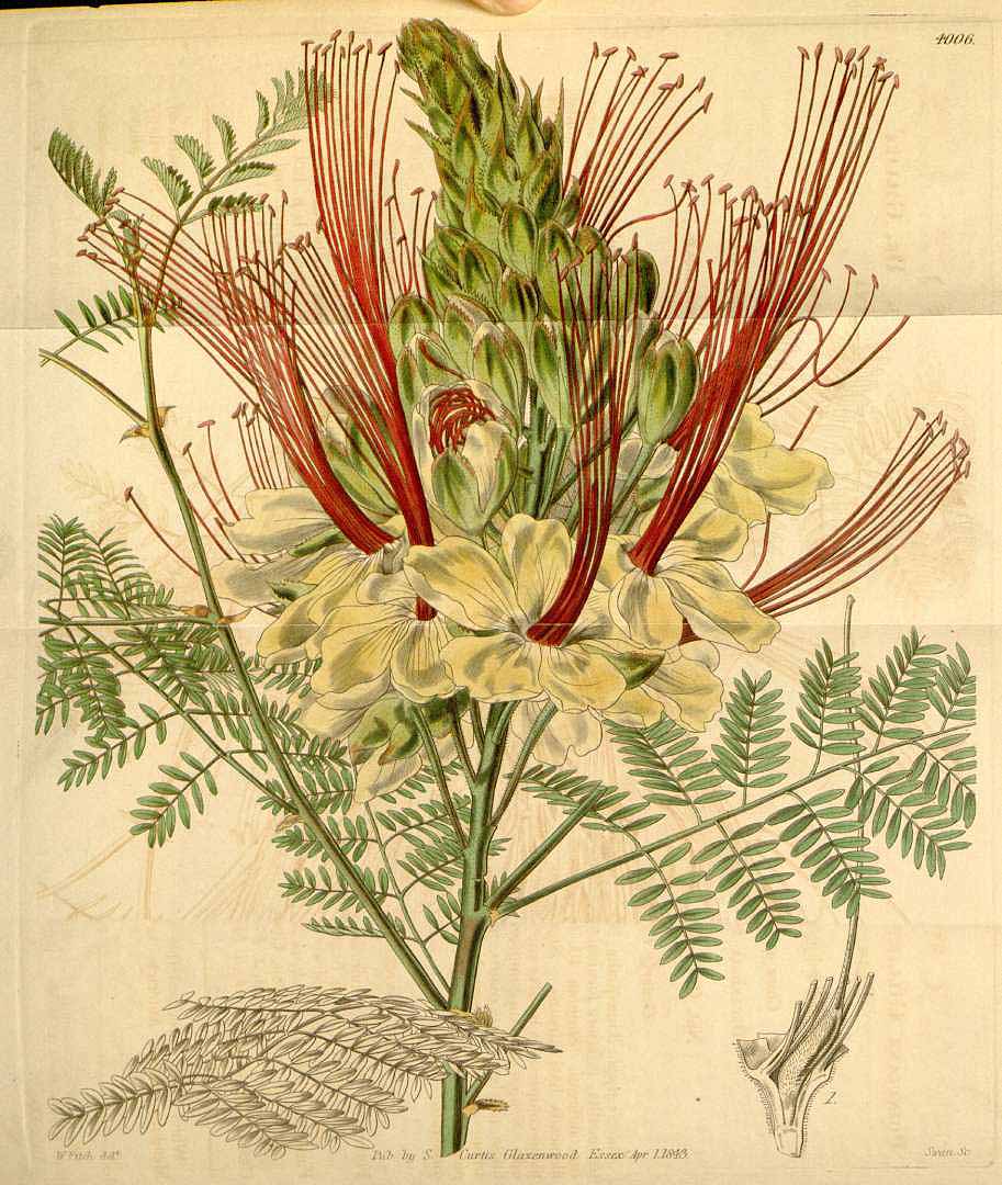 no HD illustration available (3)