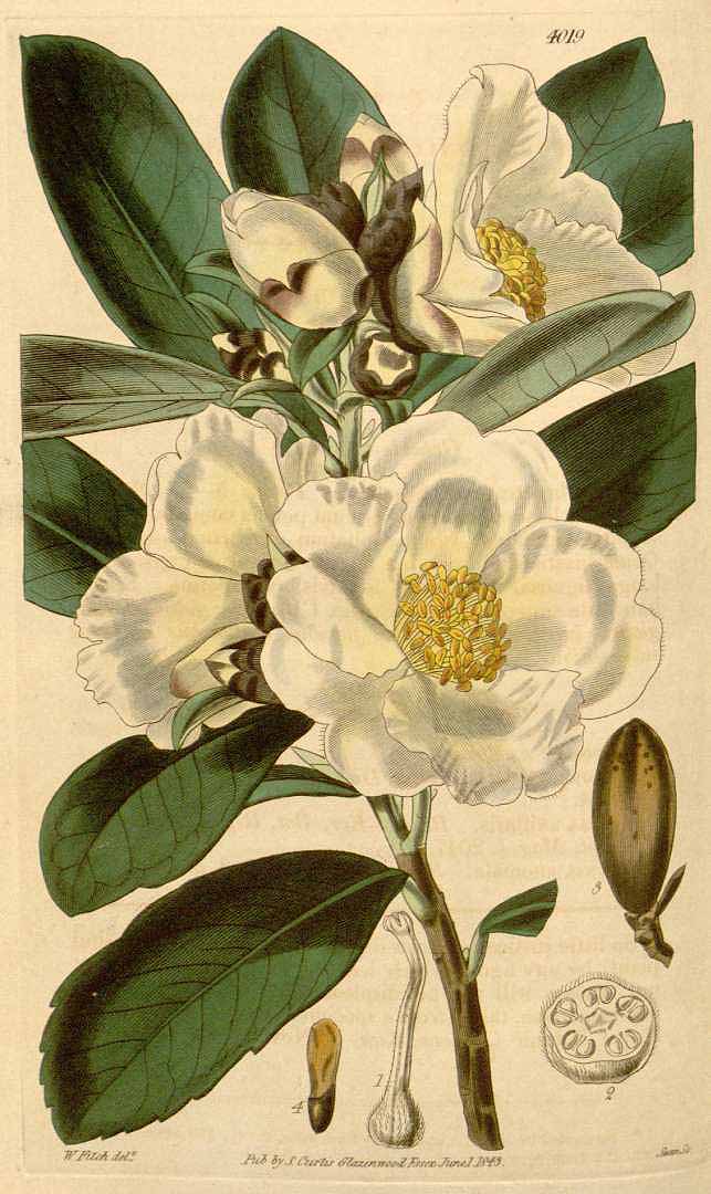 no HD illustration available (3)