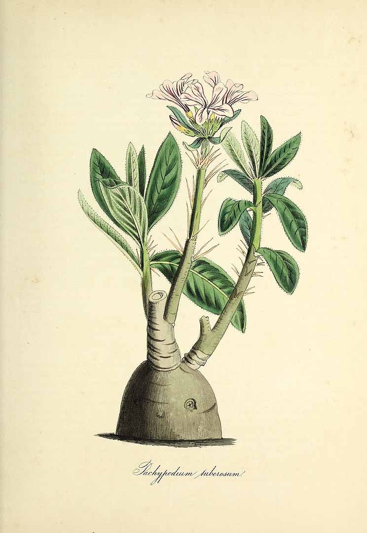 no HD illustration available (3)