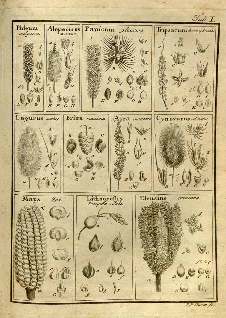 no HD illustration available (3)