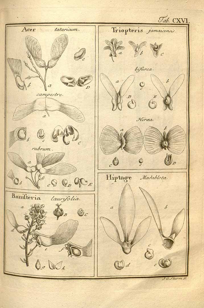 no HD illustration available (3)