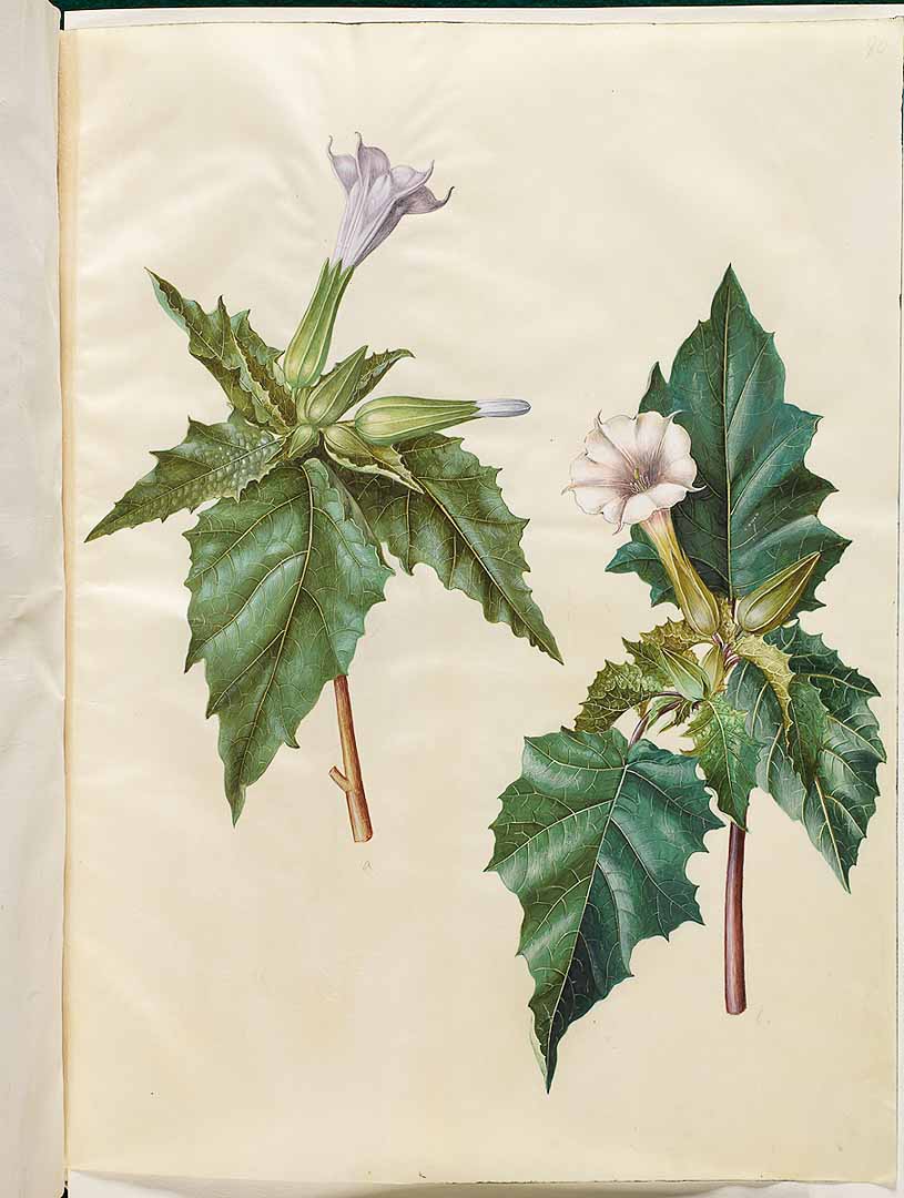 no HD illustration available (3)