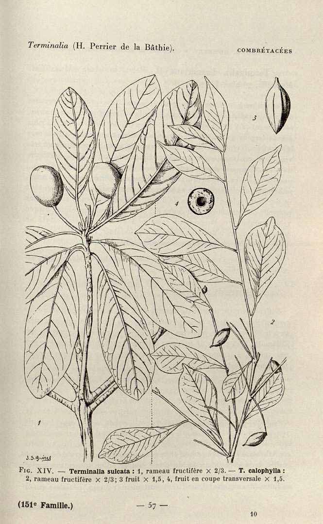 no HD illustration available (3)