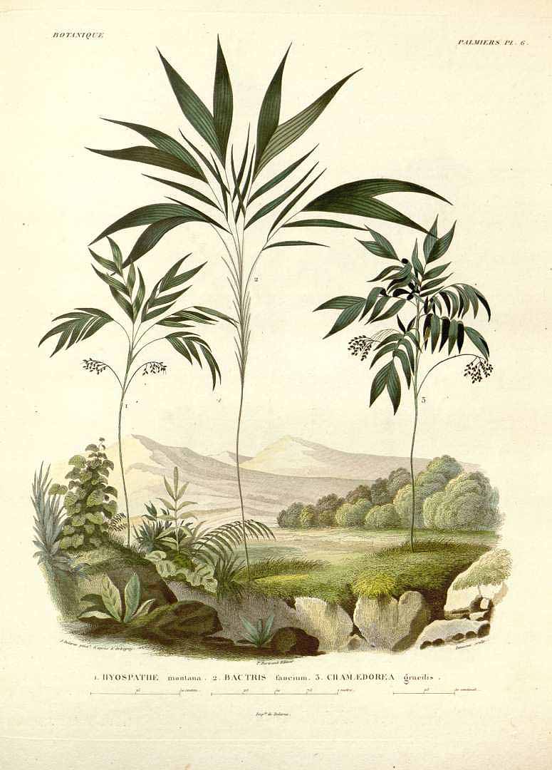 no HD illustration available (3)