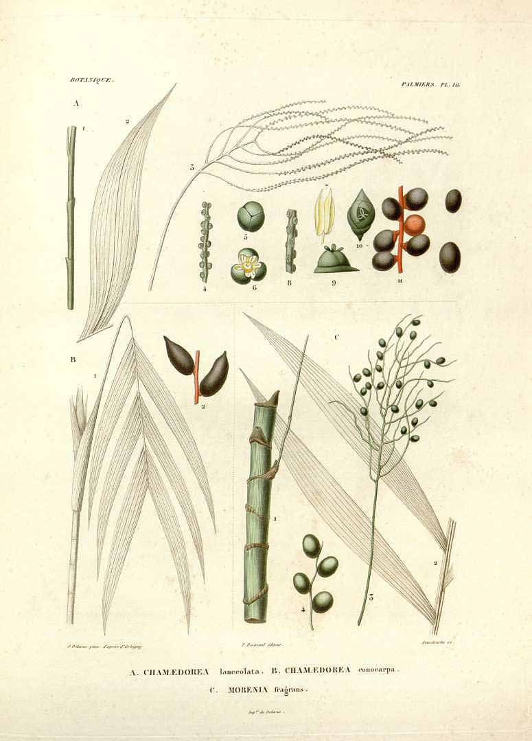 no HD illustration available (3)