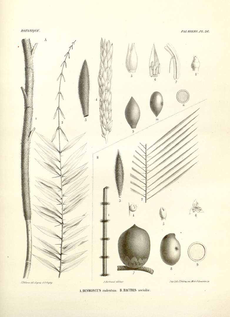 no HD illustration available (3)