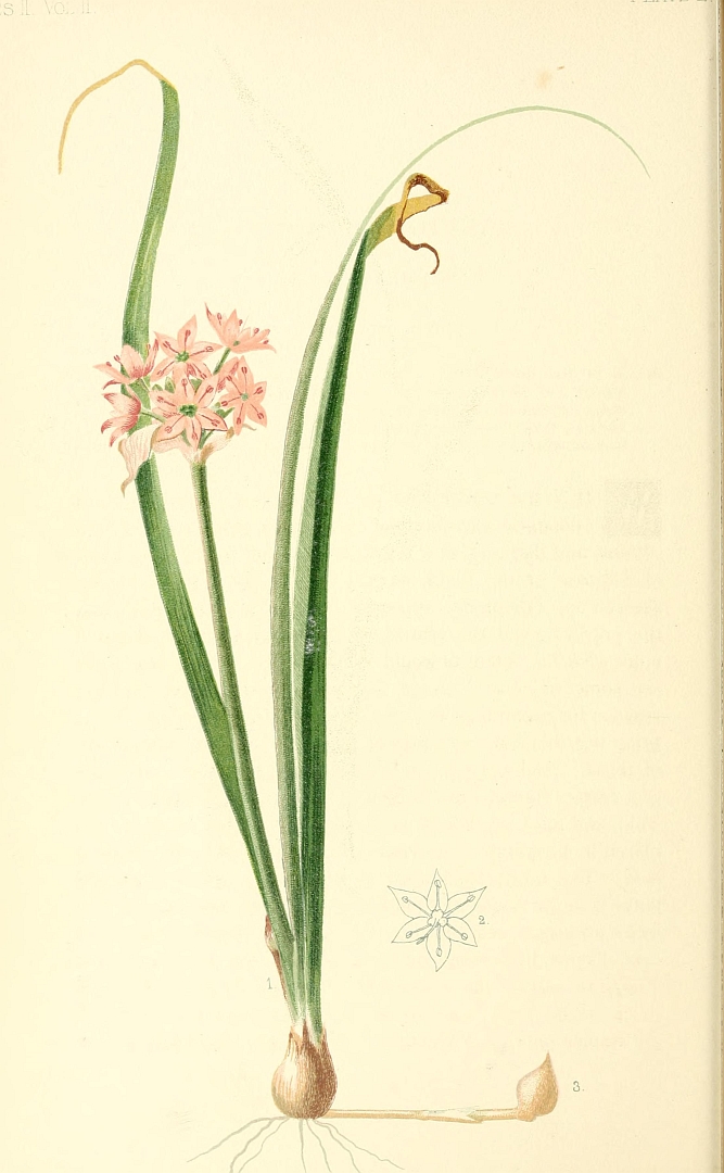 no HD illustration available (3)