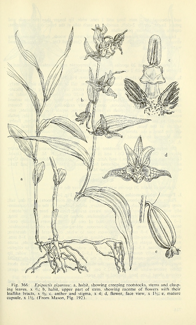 no HD illustration available (3)