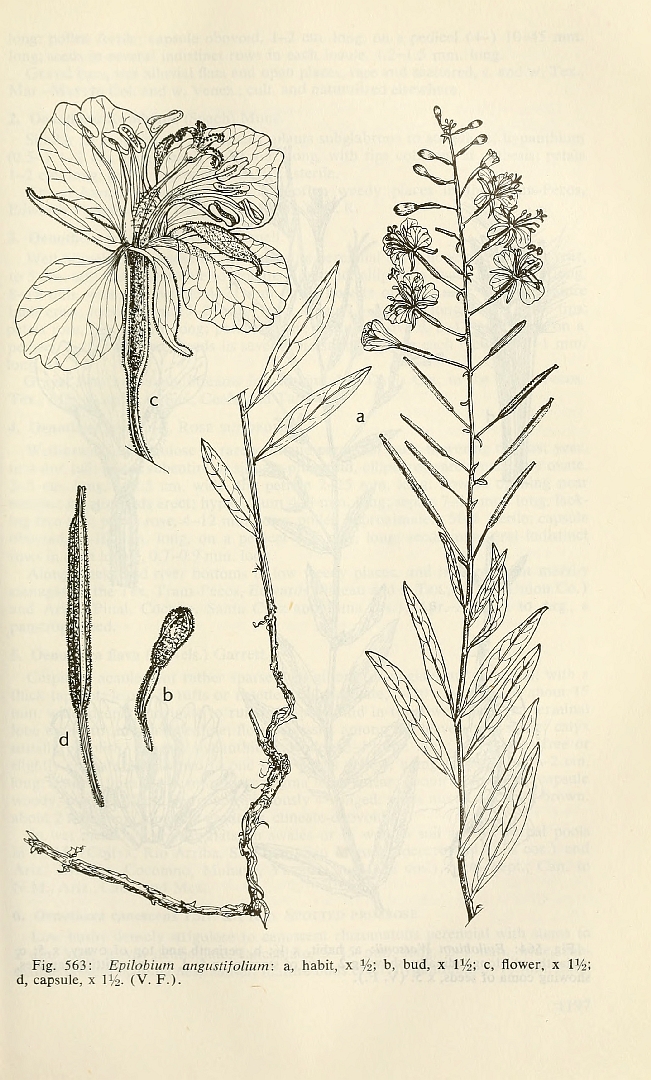 no HD illustration available (3)