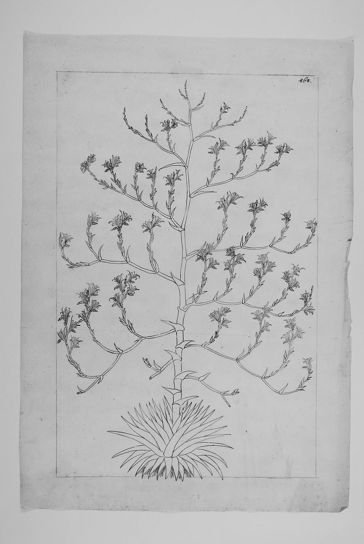 no HD illustration available (3)