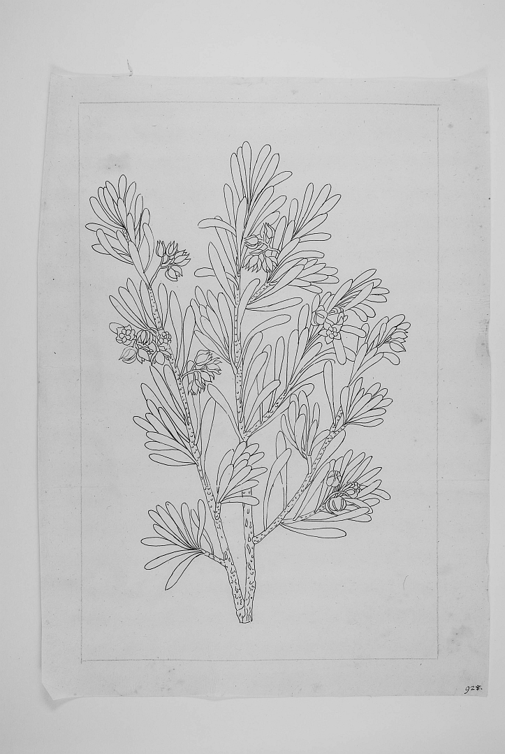 no HD illustration available (3)