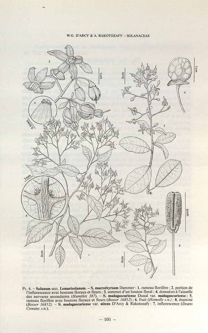 no HD illustration available (3)