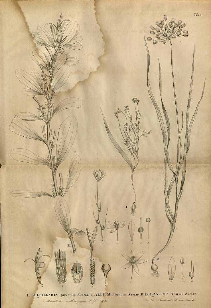 no HD illustration available (3)