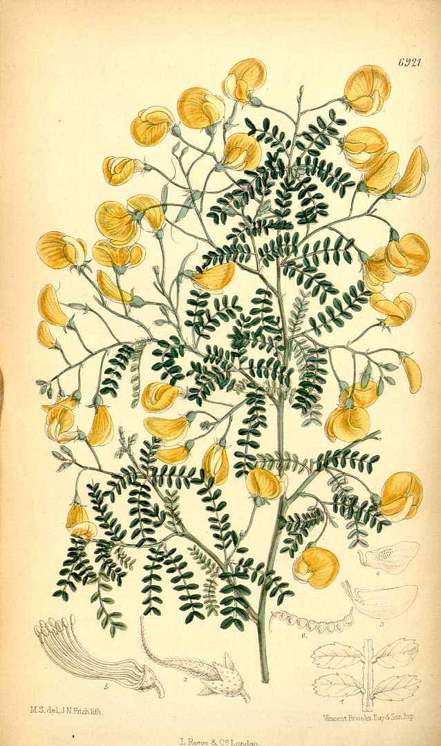 no HD illustration available (3)