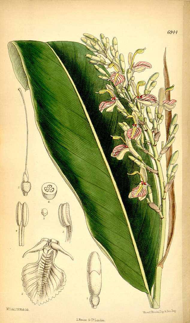 no HD illustration available (3)