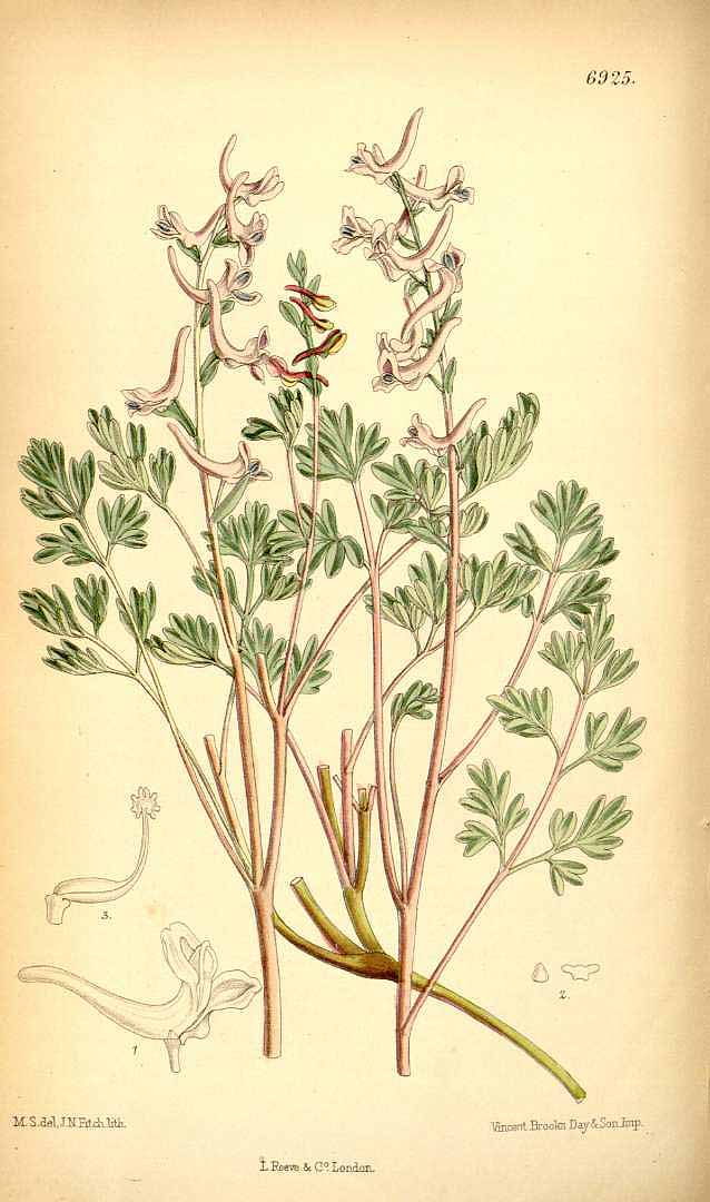 no HD illustration available (3)