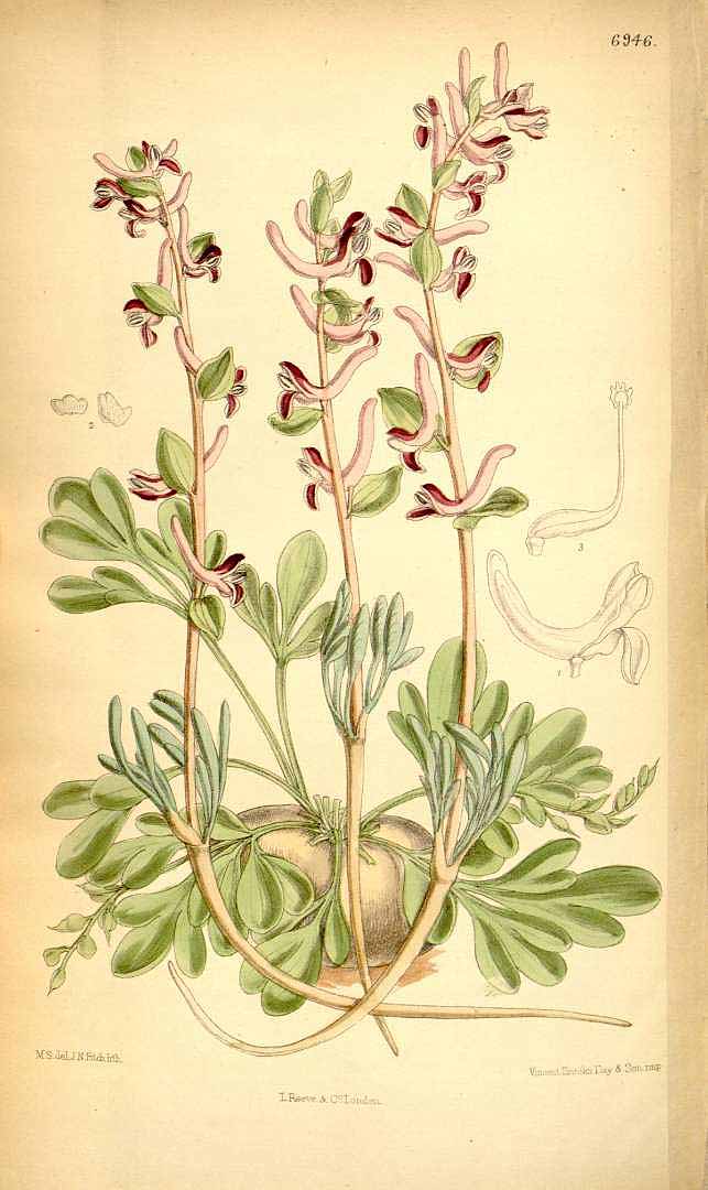 no HD illustration available (3)