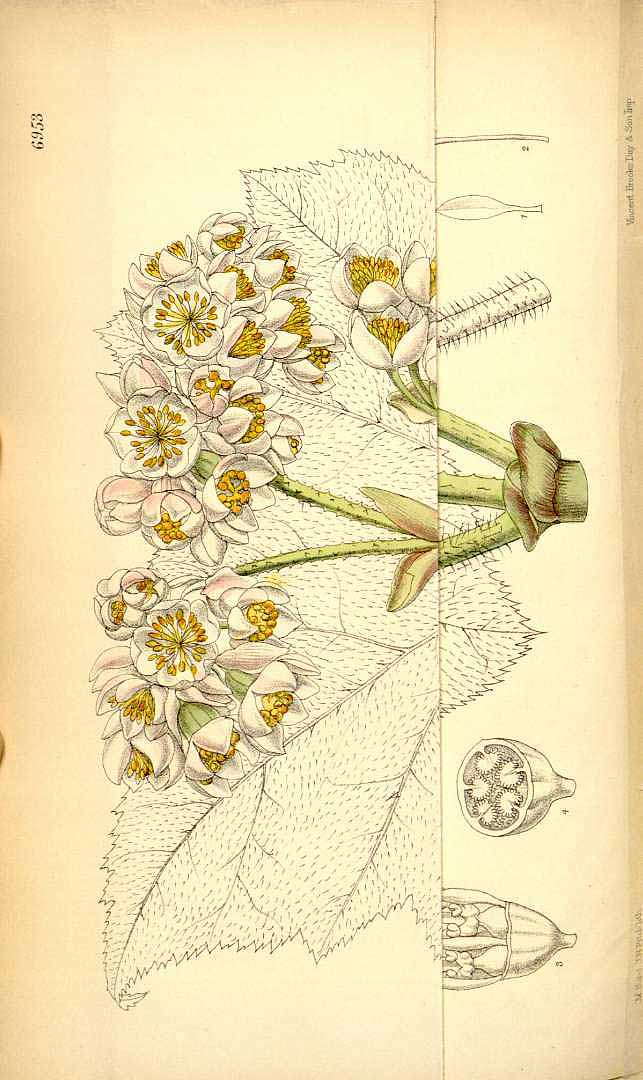 no HD illustration available (3)