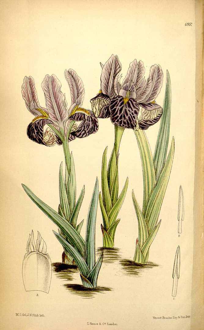 no HD illustration available (3)