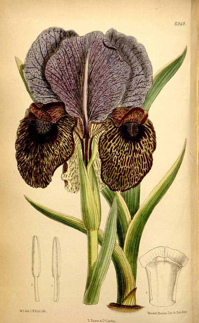 no HD illustration available (3)