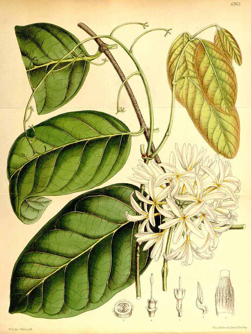 no HD illustration available (3)