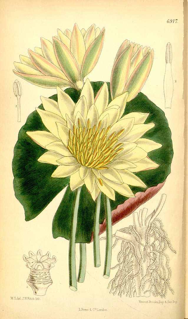 no HD illustration available (3)