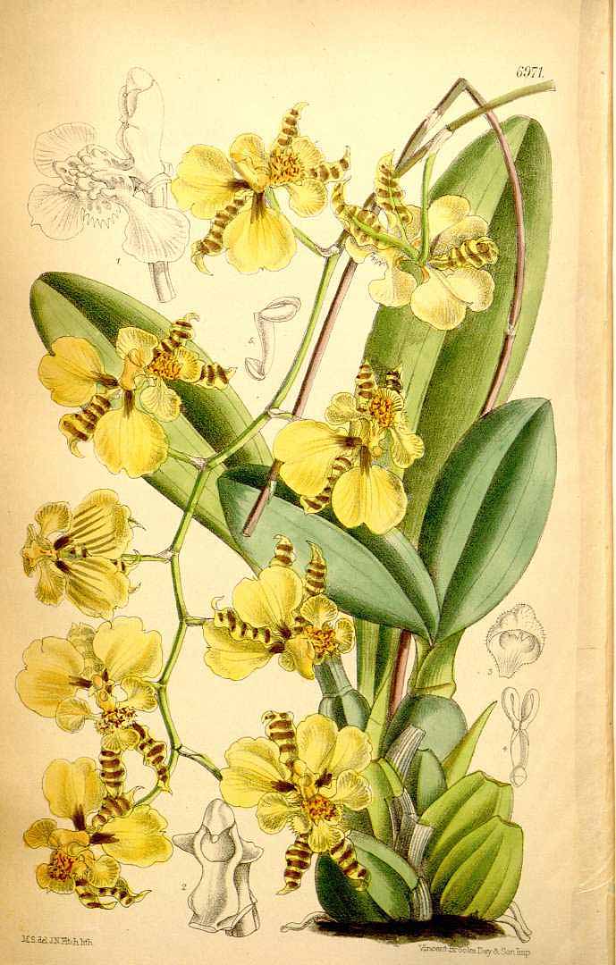 no HD illustration available (3)