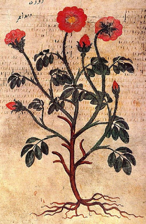 no HD illustration available (3)