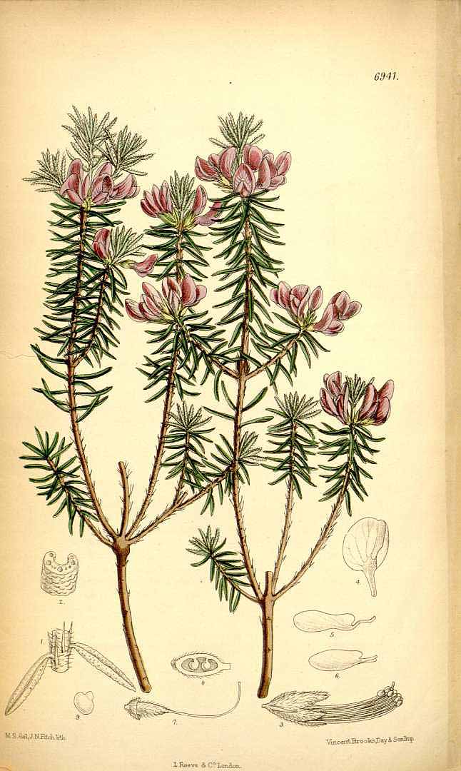 no HD illustration available (3)