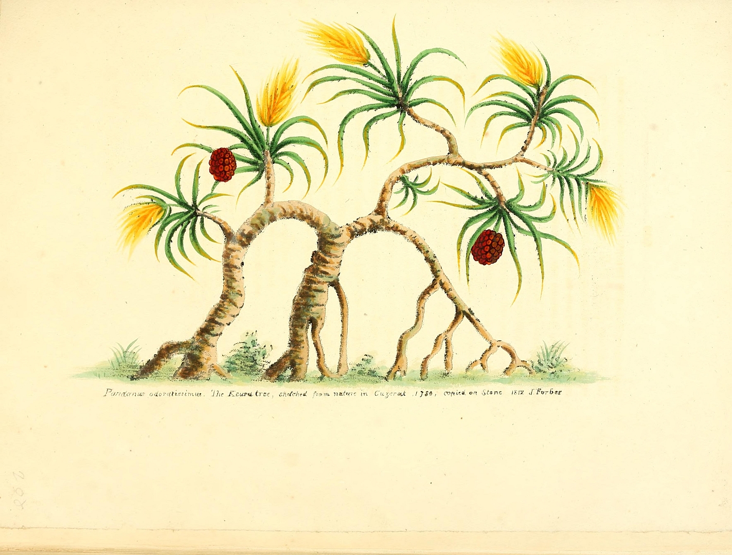 no HD illustration available (3)