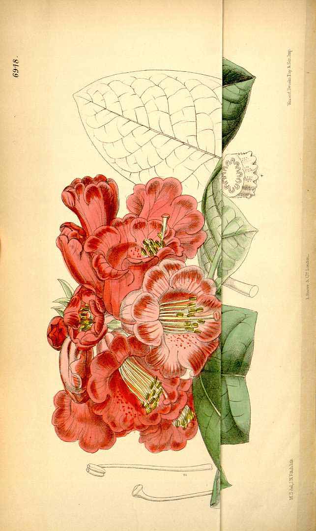 no HD illustration available (3)