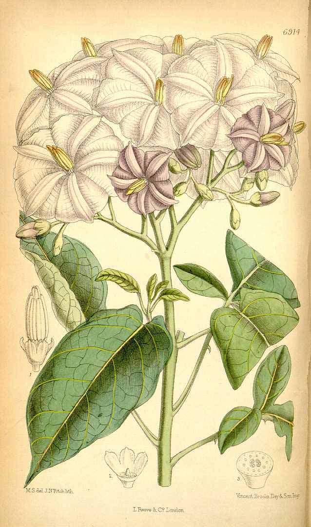 no HD illustration available (3)