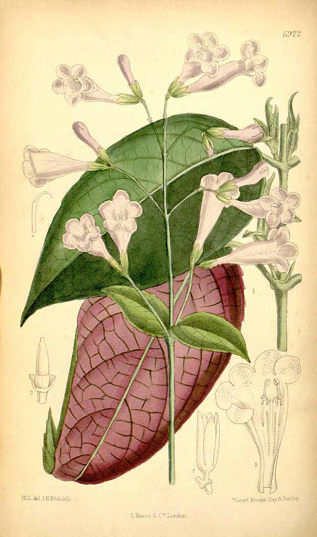 no HD illustration available (3)