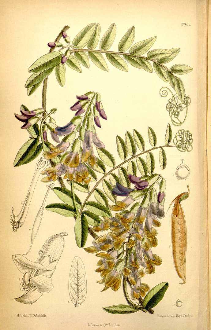 no HD illustration available (3)